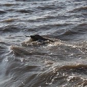 As you can see Inca doesn’t just like the beach but enjoys a bit of a swim too! Mike Johnson