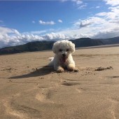 My bichon Jessie on Llandudno’s West Shore Beach. Woof woof! Danny Wade