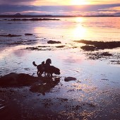 Here are our cocker spaniels Kuri and Archie enjoying sunset on Dunbar Beach on the Scottish east coast. Kerry Bottomley