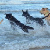 Here are Luna, Skye, Lily and Freddie enjoying the surf at Harlyn Bay, Cornwall. Beverley Bethell
