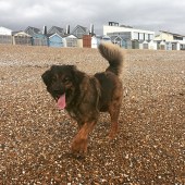 Marnie is a Leonberger Bernese Mountain Dog cross. Here she is at Lancing in West Sussex on Easter Sunday enjoying a good bank holiday run (mostly running away from the waves!). Emma Waight