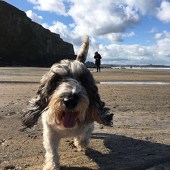 Here’s Nelly, my petit Bassett Griffin Vendéen, enjoying Cornwall’s Watergate Bay. Louise Kidner
