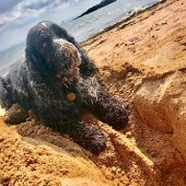 Otis Blue – our much-loved, blue roan cocker – digging  it! On his local beach at Elie, Fife. Fay Gooding
