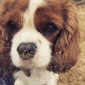 Poppy snuffling in the sand at Treyarnon Bay, Cornwall. Beverley Wilkins