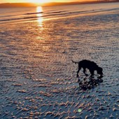 Our English show cocker Quinn enjoying sun doing down on Camber Sands on the south coast. Louisa Simmons