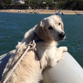 This is Sandy, who has become a bit of a famous fixture on Sunny Cove in Salcombe. She stares, fixated, at people’s feet until they kick water in air when she then jumps up catch it and runs manically along the shoreline! Penny Dash