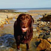 Here is a picture of Ted (11-and-three-quarters years young) enjoying his walkies at Stoupe Beck, near Robin Hood’s Bay. David Lofthouse 