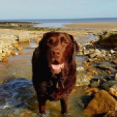Here is a picture of Ted (11-and-three-quarters years young) enjoying his walkies at Stoupe Beck, near Robin Hood’s Bay. David Lofthouse 