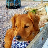 This is my gorgeous Cypriot Kokoni cross rescue dog, Vida. We spend hours together on the beach in Sidmouth, Devon, where this picture was taken. Emma Westerman