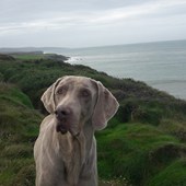 Here is a photo of our Weimaraner Zed, who is a big part of our family. He is 10 and loves exploring the coast of Kerry. John 