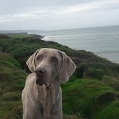 Here is a photo of our Weimaraner Zed, who is a big part of our family. He is 10 and loves exploring the coast of Kerry. John 