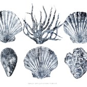 a3_scallopsmussel_coral_oyster_no_bord_copy_v2