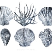 a3_scallopsmussel_coral_oyster_no_bord_copy_v2