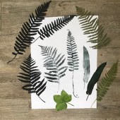 rubbing_with_ferns_v2