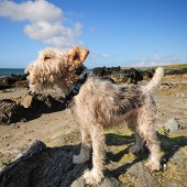 dog_on_the_llyn_peninsula_v2