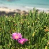  Sophie was immersed in nature – coastal flora along the way