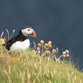 rathlin_credit_tourism_ireland_bernie_brown