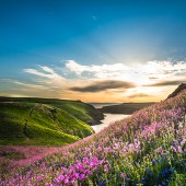 Skomer Campion © Mike Alexander