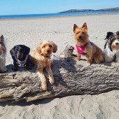 Credit: Becky Howell  Pili Pala Glamping, Ceredigion