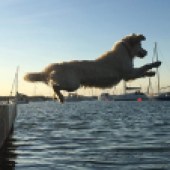 Here is Tassia, our water-mad Golden Retriever. She has absolutely no fear and regularly launches herself off the pontoon and boat – this is near our house at the Hardway, Gosport. Tim & Caroline Wood