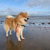 This is Ragnar, our 15-month-old Eurasier, taken by my daughter, Zoe (age 13) at Newton Bay, Porthcawl in Wales, on his first trip to the beach, which he loved! Lucy Malins