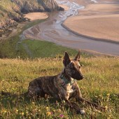 Here’s Spike, enjoying chilling out by the sea on the glorious Welsh coastline! Cerys