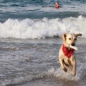 This is my dog Popcorn on Cobo Bay, Guernsey, on Boxing Day. Living in Guernsey we walk on the beach most days, come rain or shine. We love it. Frances Smith