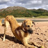 This is a snap of my dog Boo at Gairloch. Dan Groves