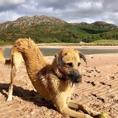 This is a snap of my dog Boo at Gairloch. Dan Groves