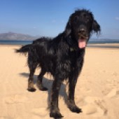 Our five-year-old flatcoat Reuben loves walks along Portsalon Beach in beautiful Donegal, Ireland. Olivia Anderson