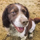 This is Woody, who loves rolling and burying his head in the sand! Tanya Lee