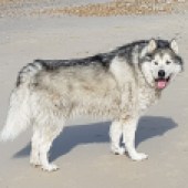 Here is a pic of my Alaskan Malamute dog. His name is Ancho and he loves to go to the beach at Hengistbury Head in Dorset. Steve Palmer