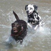 This is our dalmatian Angus and his ‘brother from another mother’ Kodi the chocolate labrador, who belongs to my mum Niss. They’re having a romp in the sea at one of their favourite places, Rhossili Bay :-) Charley & Ben Oven 