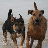 Bailey and Benji enjoying the surf on Porthmeor St Ives, Darren 