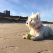 Here is Betsey the Westie on guard outside Bamburgh Castle. Graham Aldous