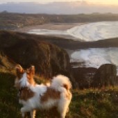 Here’s Bobby, a four-year-old terrier cross, exploring Carn Llidi on St Davids Head coastal walk in Pembrokeshire. Nina Bukvic  