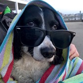 This is 14-year-old Bumble after a busy day at Mudeford Beach. Taking a dip in the sea and feeling the sand in her paws is one of few things worth getting out of her basket for. Tanya Lee