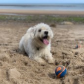 This is Caesar enjoying his 5th birthday at Cayton Bay, near Scarborough. He loves to dig a big hole in the sand, have a paddle in the sea and chase his ball! Hannah