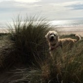 This is our four-year-old golden labradoodle Connie at her ‘happy place’ on the Gower in September. She is always smiling when we are there! Emma & Helen