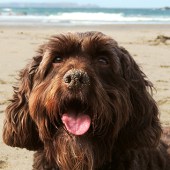 I thought you might like to see Dexter on his favourite beach, Trebarwith Strand, near Tintagel on the North Cornwall coast. Dexter’s an eight-year-old Cockerpoo. Nick Pettit
