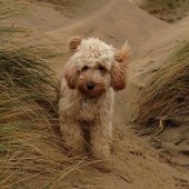 Here is a picture of my cockapoo Eddie playing in the dunes at Camber Sands on a windy February day. Teresa