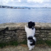 This is my three-month-old puppy Felix, a Havanese. He likes getting his toes wet but we haven't tempted him all the way into the sea yet. Here he is at Whitecliff in Poole, Dorset, looking for the boats. Katherine & Richard 
