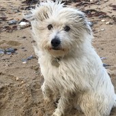 This is our rescue dog Jack who loves the beach, we were walking back from Cromer to West Runton in October he gets lots of admiring glances from other beach walkers because he’s so cute. Chris Osborne