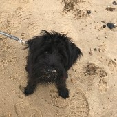 Here is Luna our miniature Schnauzer (5 months) having her first beach experience at Cromer in Norfolk. Sarah