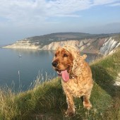 Here’s my eight-year-old golden cocker on the cliffs above the needles on the isle of white last month. Fab times and long walks.  She’s called Maisy. Richard Webb