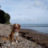 Here’s Monty, our two-year-old Nova Scotia Duck Tolling Retriever (Toller) at St Helen’s Beach on the Isle of Wight. He loves the sea – in fact, we have to think of all sorts of bribes to tempt him out onto dry land again! Margaret & Peter