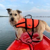 This was Monty's first kayak of the season. We live in Chichester Harbour and he often joins me on a kayak or paddleboard to Fowley Island, a little island in Emsworth Harbour – he loves exploring while I enjoy a flask of tea... Deborah Creasy 