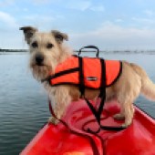 This was Monty's first kayak of the season. We live in Chichester Harbour and he often joins me on a kayak or paddleboard to Fowley Island, a little island in Emsworth Harbour – he loves exploring while I enjoy a flask of tea... Deborah Creasy 