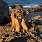 This is a photo of my seven-month-old cockapoo Nina at Penmon Beach on Anglesey, North Wales. Beth