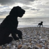 A photo of our dogs Obi a cockapoo and Storm the labrador on Bracklesham Bay beach in West Sussex. The best of friends! Polly Heaver